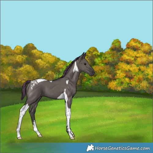 Horse Color:Painted Smoky Grullo Tobiano 