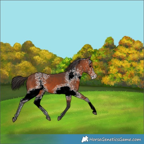 Horse Color:White Spotted Bay 