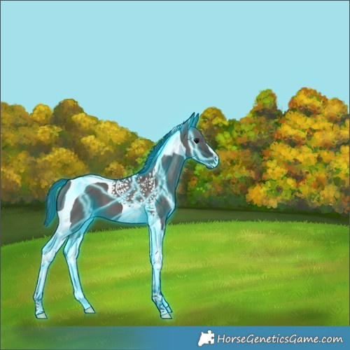 Horse Color:Thunderstruck Smoky Grullo Tobiano 