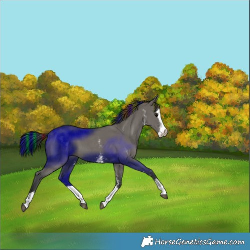 Horse Color:Painted Grullo Sabino Splash 