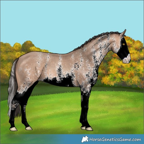Horse Color:White Spotted Amber Champagne Splash 
