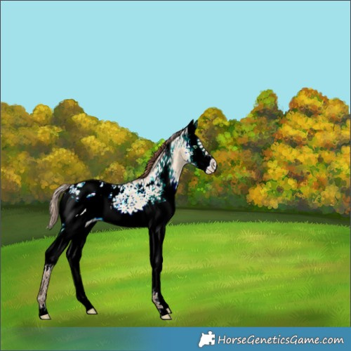 Horse Color:White Spotted Amber Champagne Dun Splash Appaloosa 