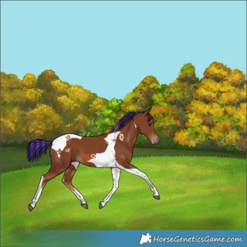 Horse Color:Painted Chestnut Tobiano 