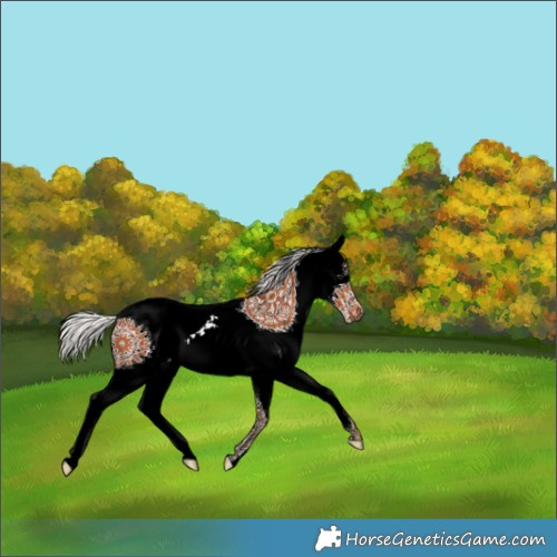 Horse Color:White Spotted Silver Bay Splash 
