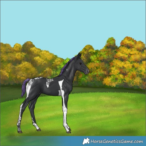 Horse Color:Painted Black Tobiano Appaloosa 