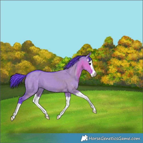 Horse Color:Watercolor Grullo Splash 