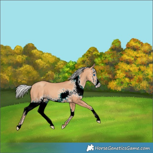 Horse Color:White Spotted Silver Amber Champagne Splash 