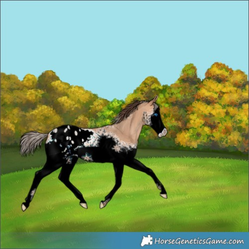 Horse Color:White Spotted Amber Champagne Splash Appaloosa 