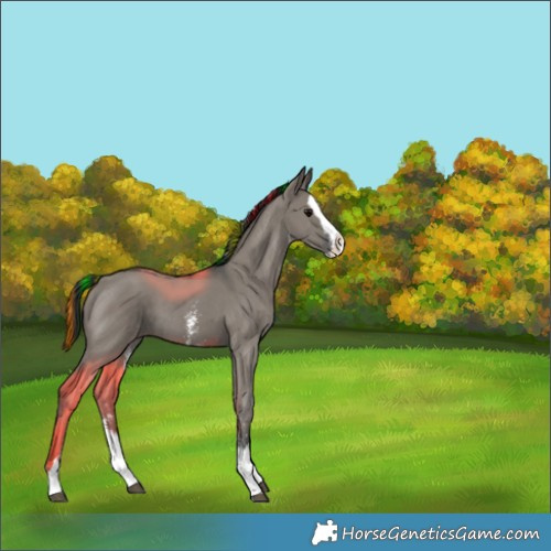 Horse Color:Painted Grullo Sabino Splash 