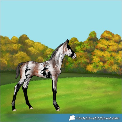 Horse Color:White Spotted Bay Splash 