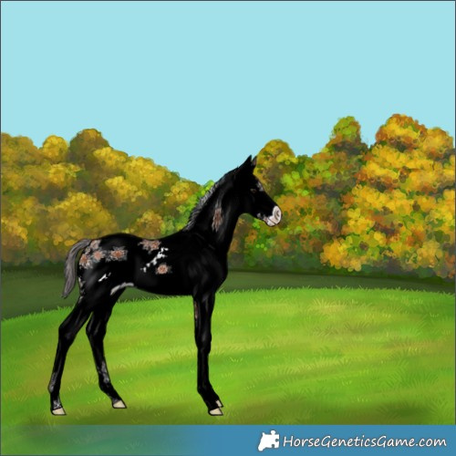 Horse Color:White Spotted Bay 