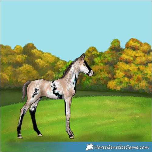 Horse Color:White Spotted Amber Champagne Splash 