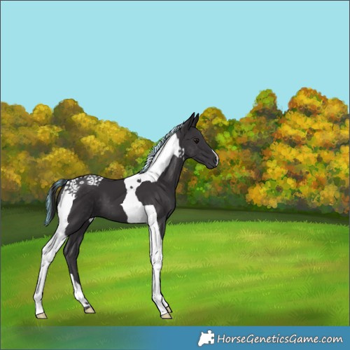 Horse Color:Painted Smoky Black Tobiano 