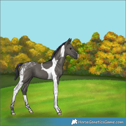 Horse Color:Painted Grullo Tobiano 