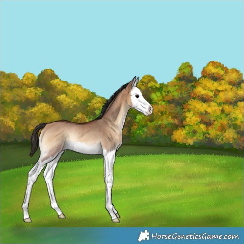 Horse Color:Bay Onyx Splash Rabicano 