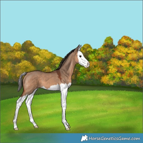 Horse Color:Bay Dun Splash 
