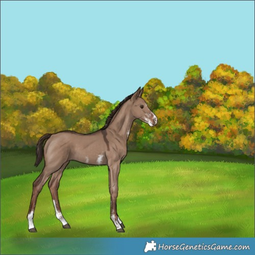Horse Color:Liver Red Dun Sabino 