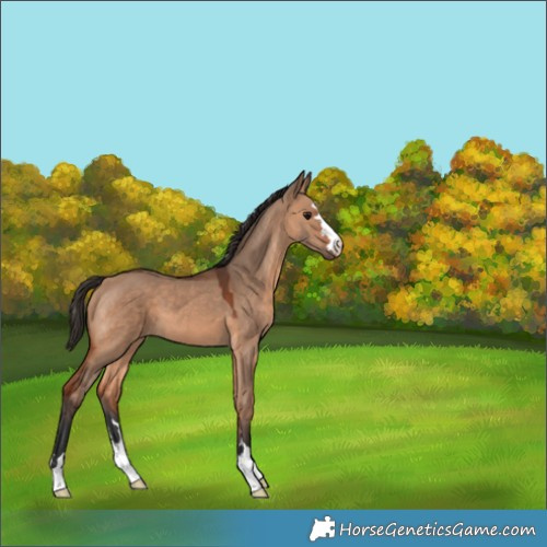 Horse Color:Bay Dun 