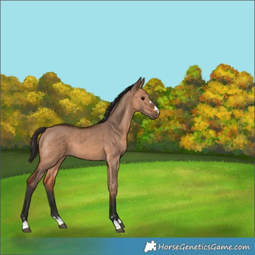 Horse Color:Bay Dun 