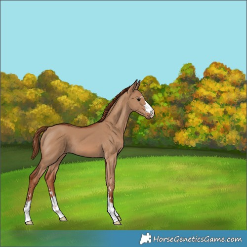 Horse Color:Red Dun 