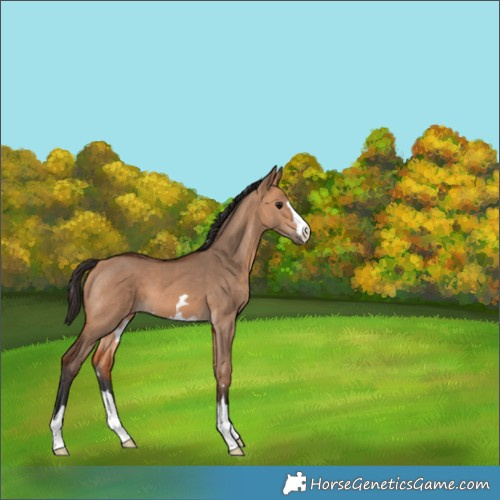 Horse Color:Bay Dun 
