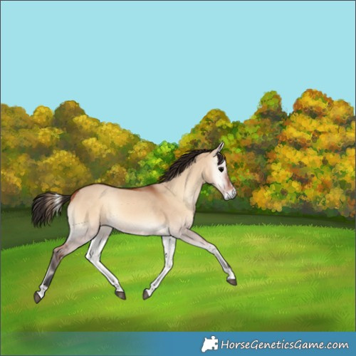 Horse Color:Bay Onyx Rabicano 
