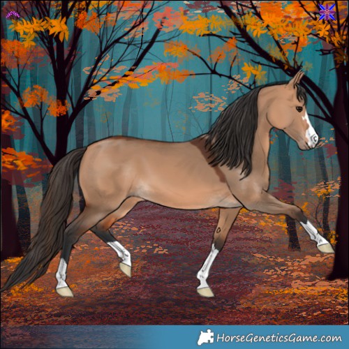 Horse Color:Bay Dun 