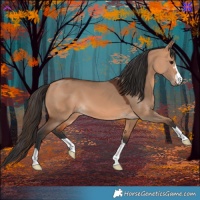 Horse Color:Bay Dun