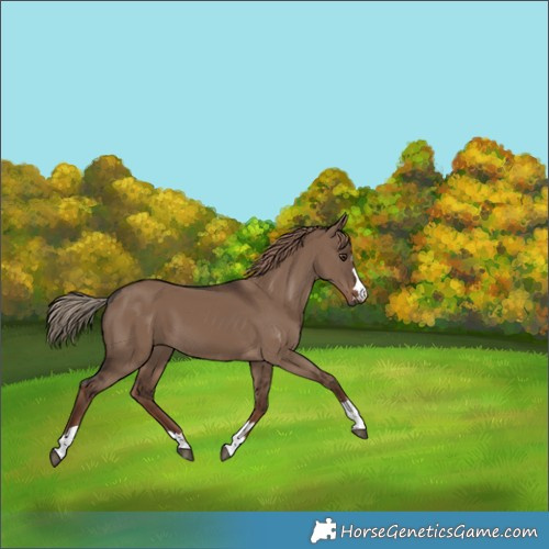 Horse Color:Liver Red Dun 