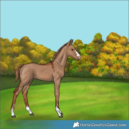 Horse Color:Red Dun 