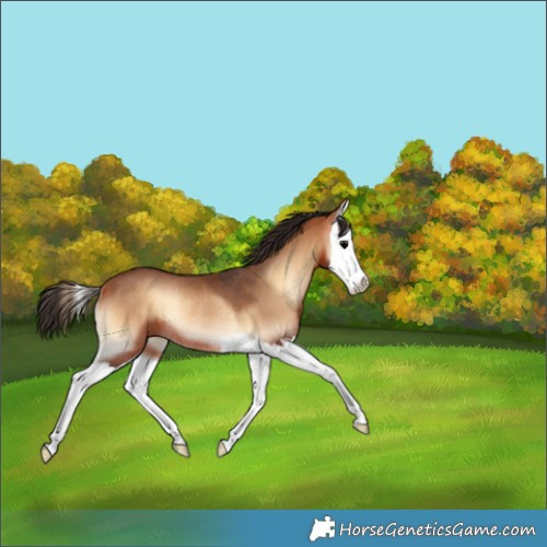 Horse Color:Bay Onyx Splash Rabicano 