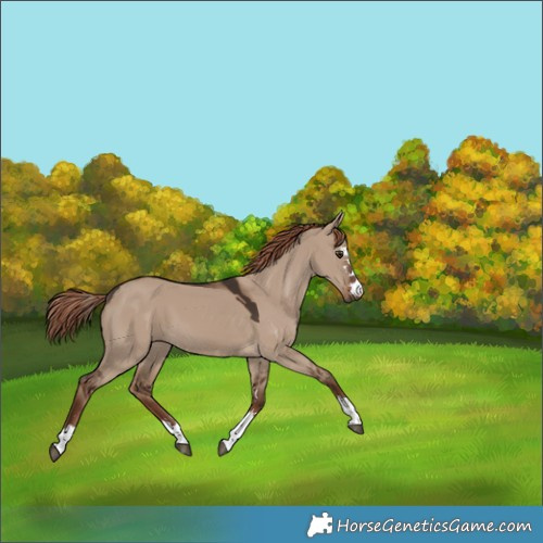 Horse Color:Liver Red Dun 
