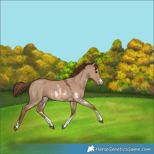 Horse Color:Red Dun Sabino 