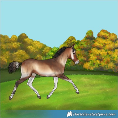 Horse Color:Bay Onyx Rabicano 