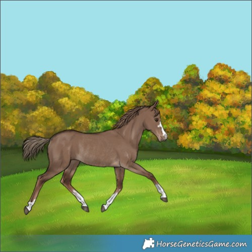 Horse Color:Liver Red Dun Rabicano 