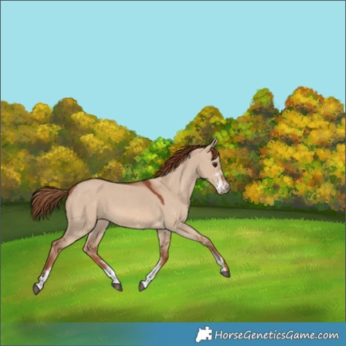 Horse Color:Red Dun Sabino 