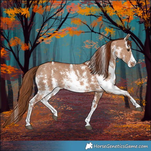 Horse Color:Red Dun Sabino 