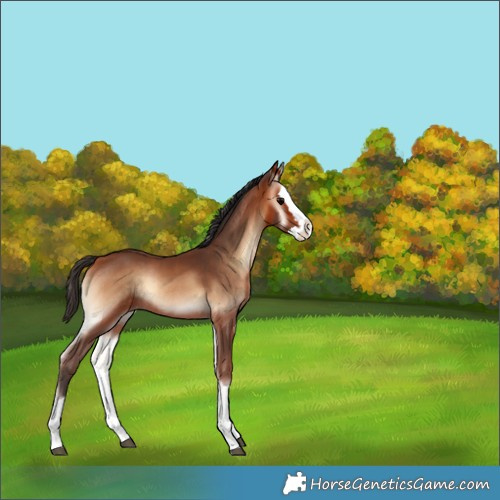 Horse Color:Bay Onyx Splash Rabicano 