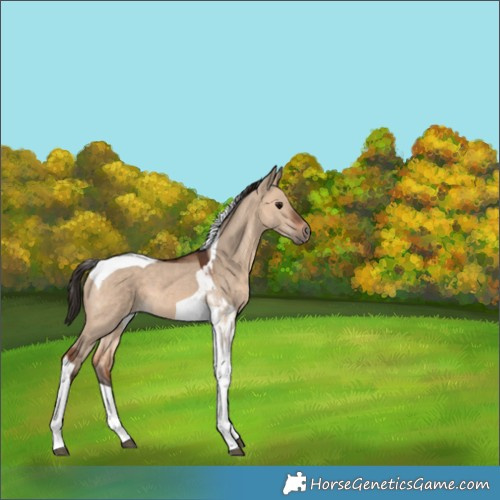Horse Color:Bay Dun Tobiano 