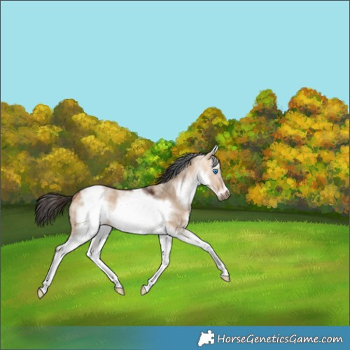 Horse Color:White Spotted Bay Dun Frame 