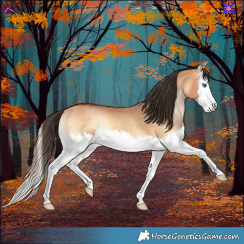 Horse Color:Bay Onyx Splash Rabicano 