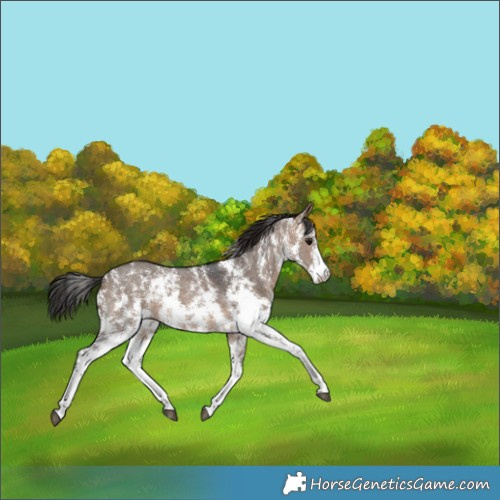 Horse Color:Brown Dun Sabino Rabicano 
