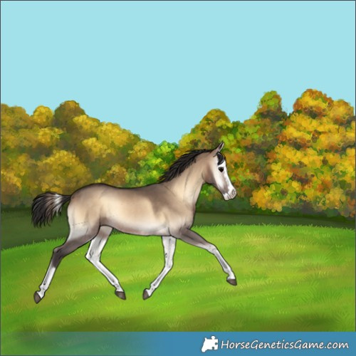 Horse Color:Brown Onyx Splash Rabicano 