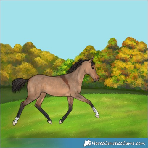 Horse Color:Bay Dun 