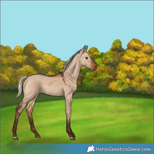 Horse Color:Silver Brown Dun 