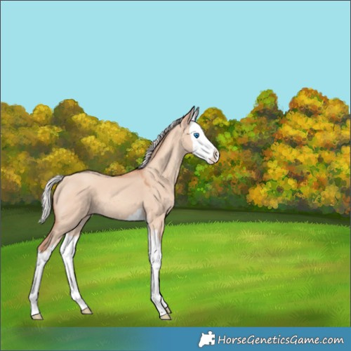 Horse Color:Silver Amber Champagne Dun Splash 