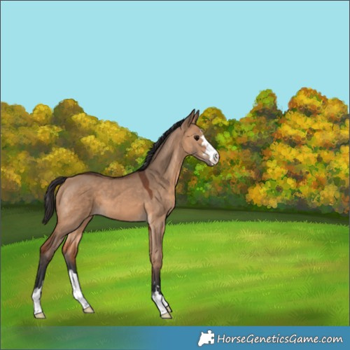 Horse Color:Bay Dun 