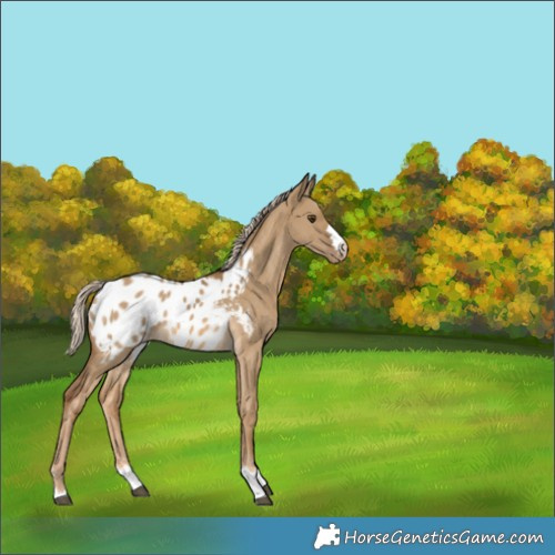 Horse Color:Chocolate Palomino Dun Appaloosa 