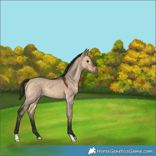 Horse Color:Bay Dun 
