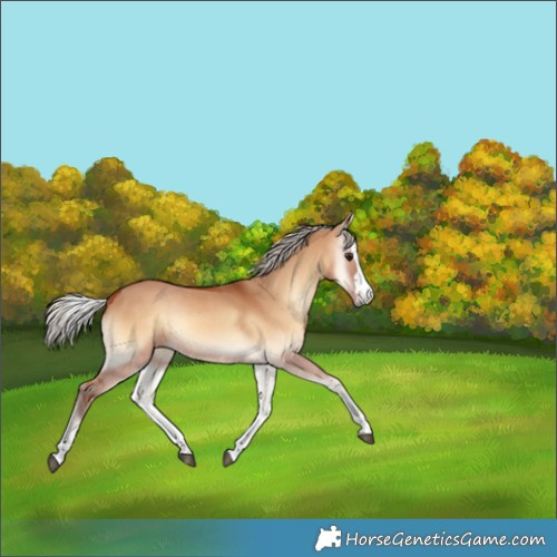 Horse Color:Silver Bay Onyx Rabicano 